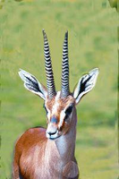 Gazelle Anim