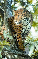 Star Remedies Jaguar Jachtluipaard Anim