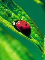 Star Remedies Ladybug Lieveheersbeestje Anim