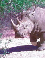 Animal Essences White Rhinoceros Neushoorn