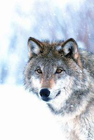 Animal Essences Wolf Anim